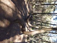 Ostpreussen_kurische_Nehrung_russisch_tanzender_Wald (1)