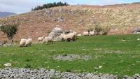Schafe, Steine, Hügel, Gras - am Ring of Kerry