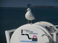 Ein blinder Passagier nach Dublin