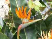 Es blüht fast alles in Glenaveagh