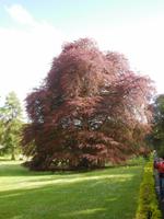 Der Unterschriftenbaum im Coole Park der Lady Gregory
