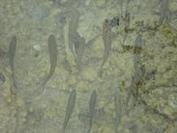 Plitwitzer Seen