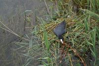 Durch die Regenfälle der letzten Tage liegen die Eier im Wasser, da muss unermüdlich nachgebessert werden. 