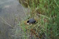 Und immer wieder werden die Eier raus aus dem Wasser gezogen