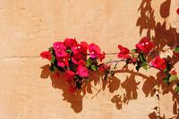 in Mdina