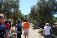 Olivenfarm von Samy Cremona