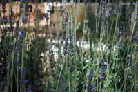 Lavendel auf der Olivenfarm