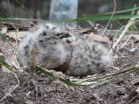 Isola Palmaria - frisch geschlüpfte Möven 