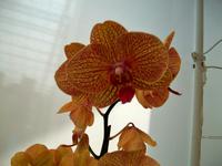 Floriade 2012 in Venlo