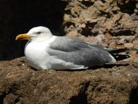 Auch dieser Vogel hatte es sich auf den Überresten eines Tempels bequem gemacht