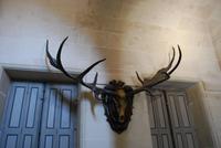 Geweih Schloss Cheverny