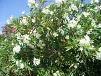 23.05.15: Blütenpracht in der archäologischen Zone bei Syrakus