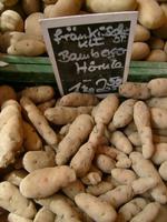 Bamberger Hörla -  alte Kartoffelsorte