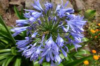 Ein Rausch von Blumen