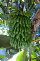 Bananen  ohne Ende