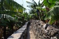 In einer Bananen Plantage