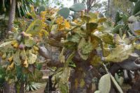 Im botanischen Garten