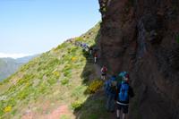 Vom Pico de Areiro zum Pico de Ruivo immer im Gänsemarsch