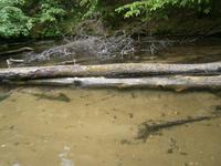 Szene vom naturbelassenen Ufer