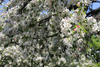 Boston - Public Garden
