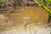 J.N. Ding Darling National Wildlife Refuge