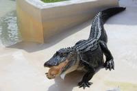 Indianer Dorf - Alligatorenshow