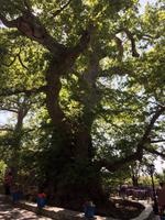 020 Platanenbaum