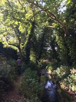 086  Knosiano-Schulcht