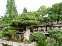291. Hangzhou, Botanischer Garten