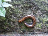 299. Hangzhou, Sechs-Harmonien-Pagode