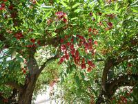 Vatikanische Gärten in Rom, blühender Korallenbaum