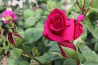 Baltschik Rose