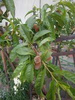 Imressionen in Pelendri - Mandeln