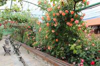 Skobelevo, bulgarisches Rosental