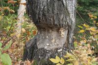 Hier war ein Biber am Werk ...