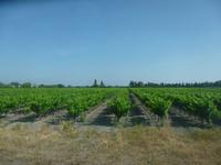 Camargue