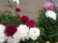 im Kleingarten blühen sie auch schön