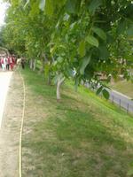 Nussallee
