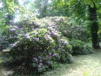 1911 gepflanzte Rhodos