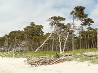 Strand bei Ahrenshoop
