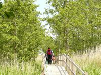 Im Nationalpark Darss