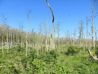 Kormoranwald auf der Kurischen Nehrung