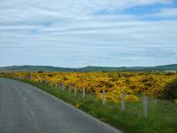 Stechginsterfelder entlang der Straßen in Schottland