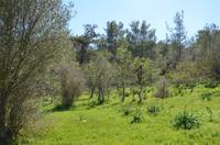 Saftig grüne Wiesen