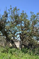 Ruine eines ehemaligen Gehöfts 