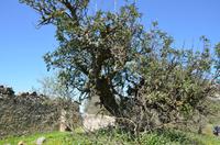 Ruine eines ehemaligen Gehöfts 