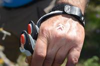 Blütenblatt des Knabenkrauts