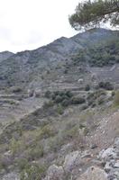 Weinfelder im Trodoosgebirge