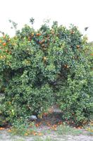 Gabriels Orangenplantage