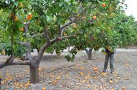 Auf Gabriels Orangenplantage